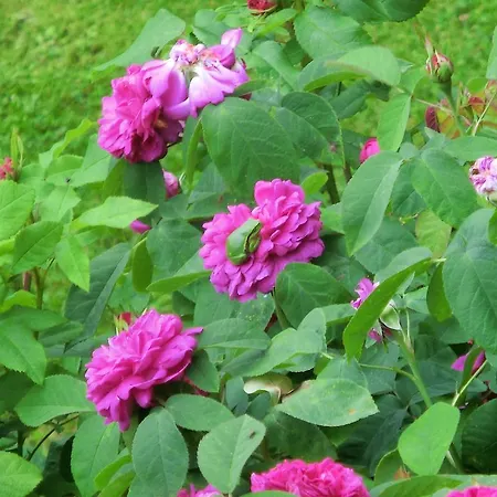 Restaurant & Baumhaus Hagen ساسنيتز