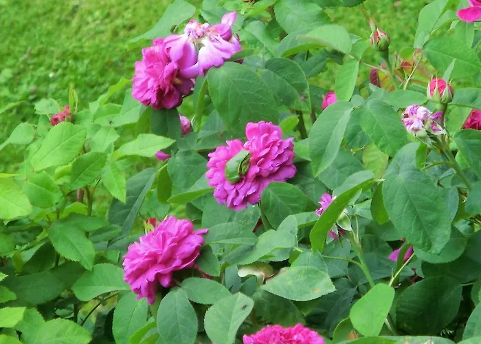 Restaurant & Baumhaus Hagen ساسنيتز